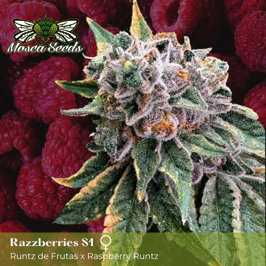 MOSCA'S RAZZBERRIES S1 FEM