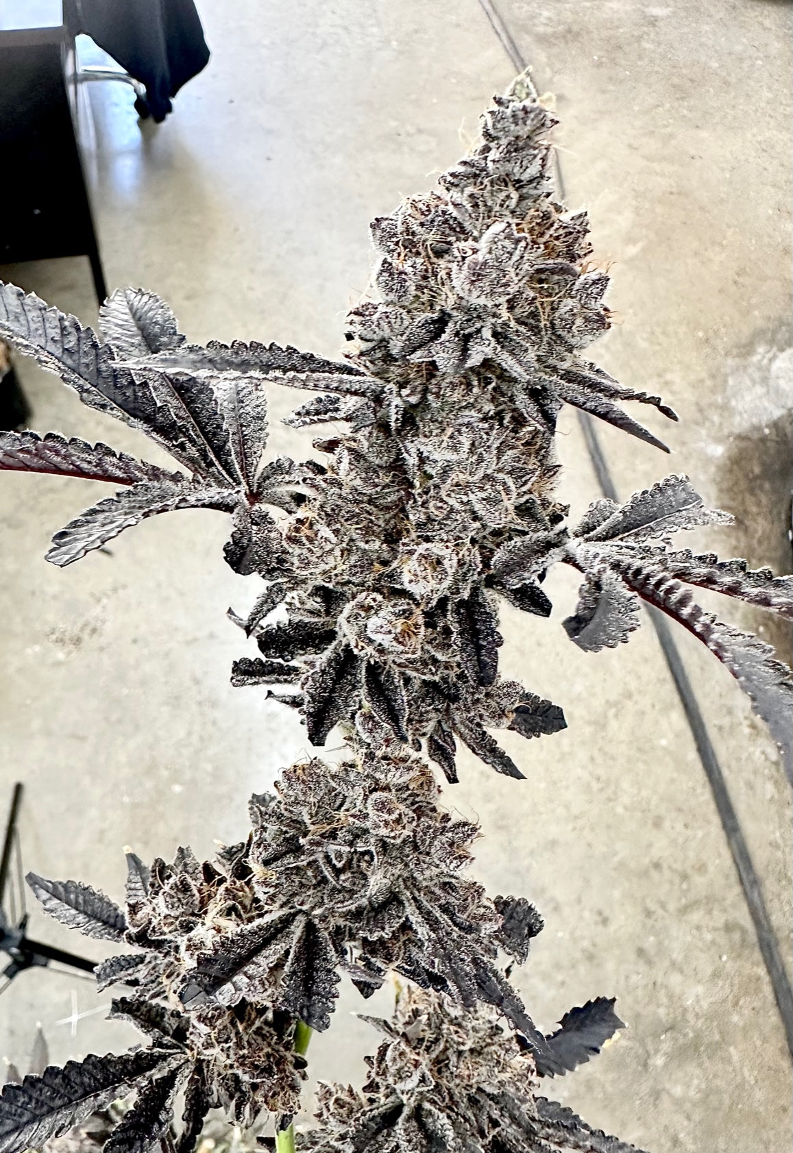 Money Ball (Gary Payton x Gary Poppins ) Exotic Genetix Moneyball cannabis strain seeds