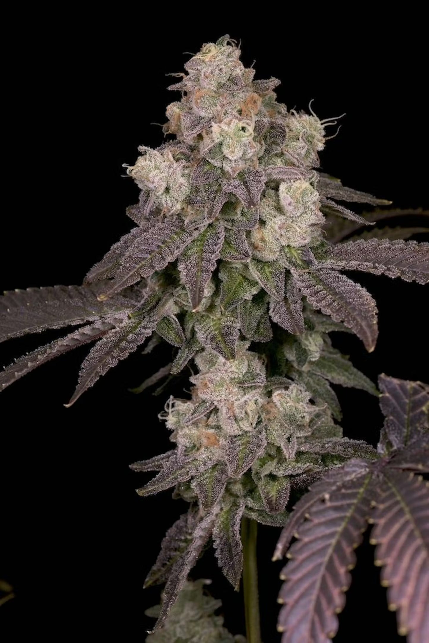MOONBOW 112 S1 FEMINIZED CANNABIS SEEDS