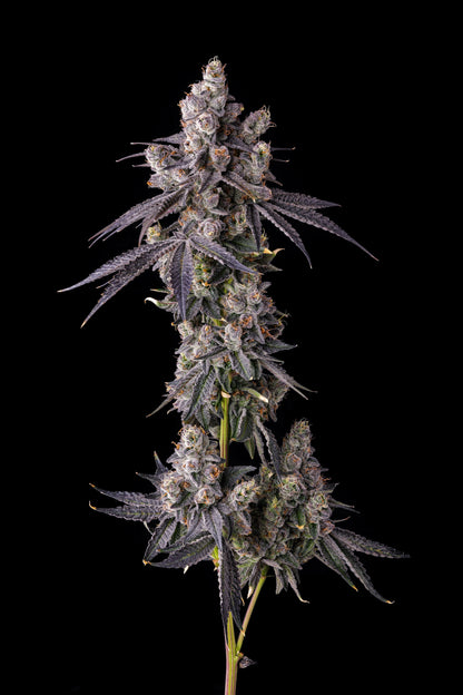 MORA AZUL (BLUEBERRY CRUFFIN X PAVÉ) FEM