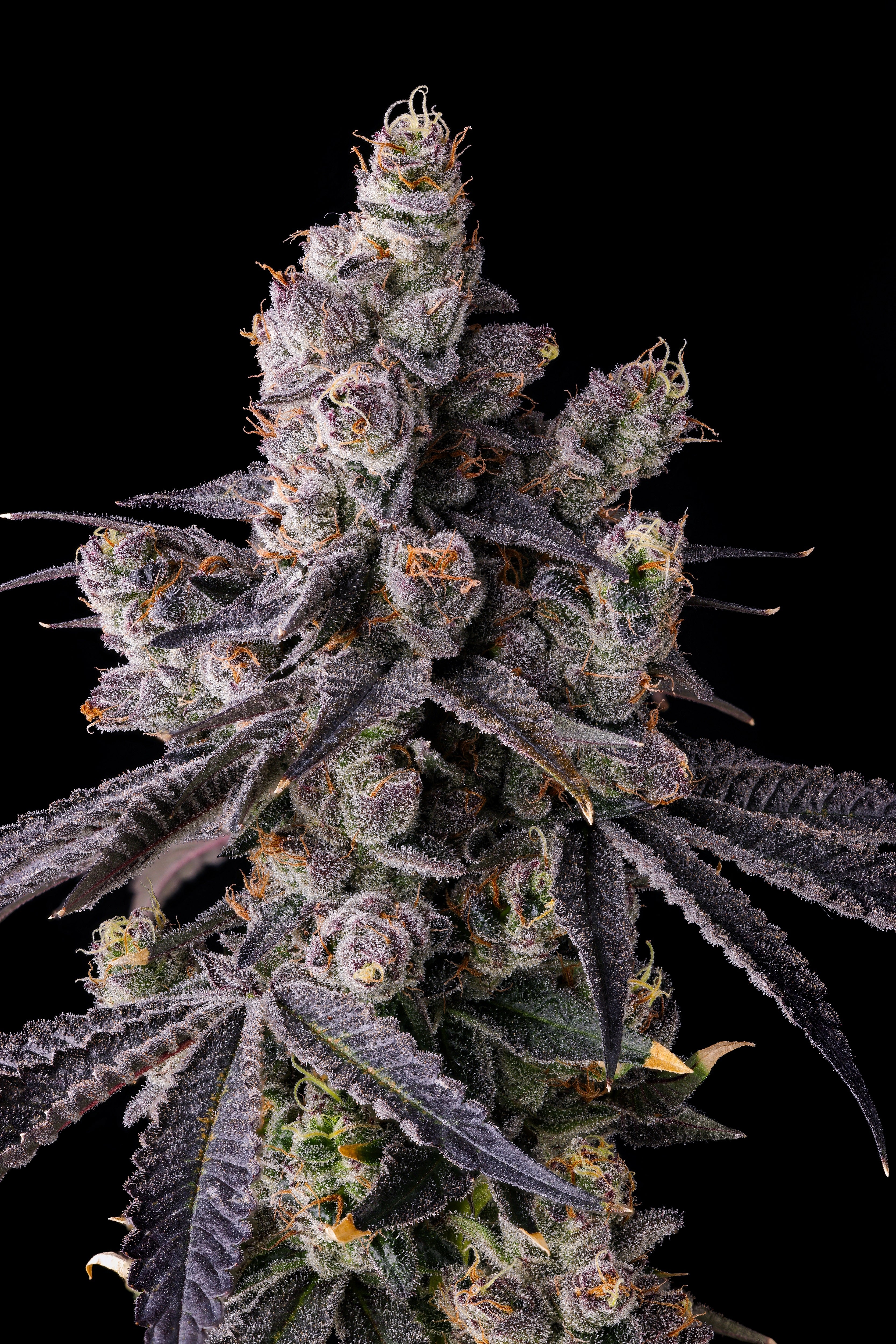 Compound Genetics Pave COMPOUND GENETICS – SLG