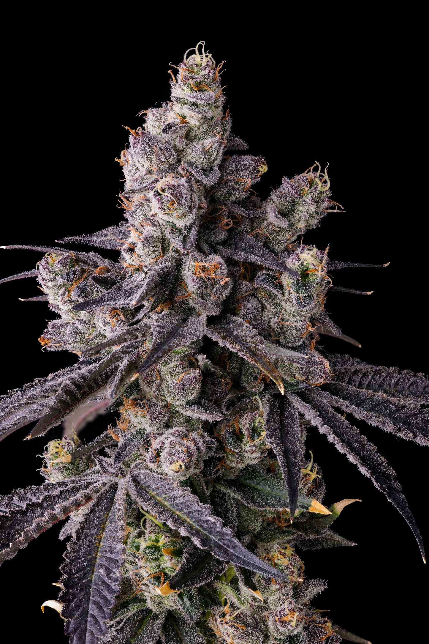 MORA AZUL SEEDS COMPOUND GENETICS