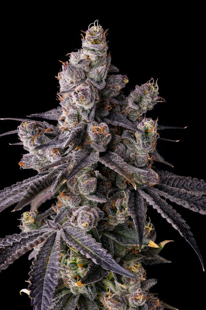 MORA AZUL SEEDS COMPOUND GENETICS