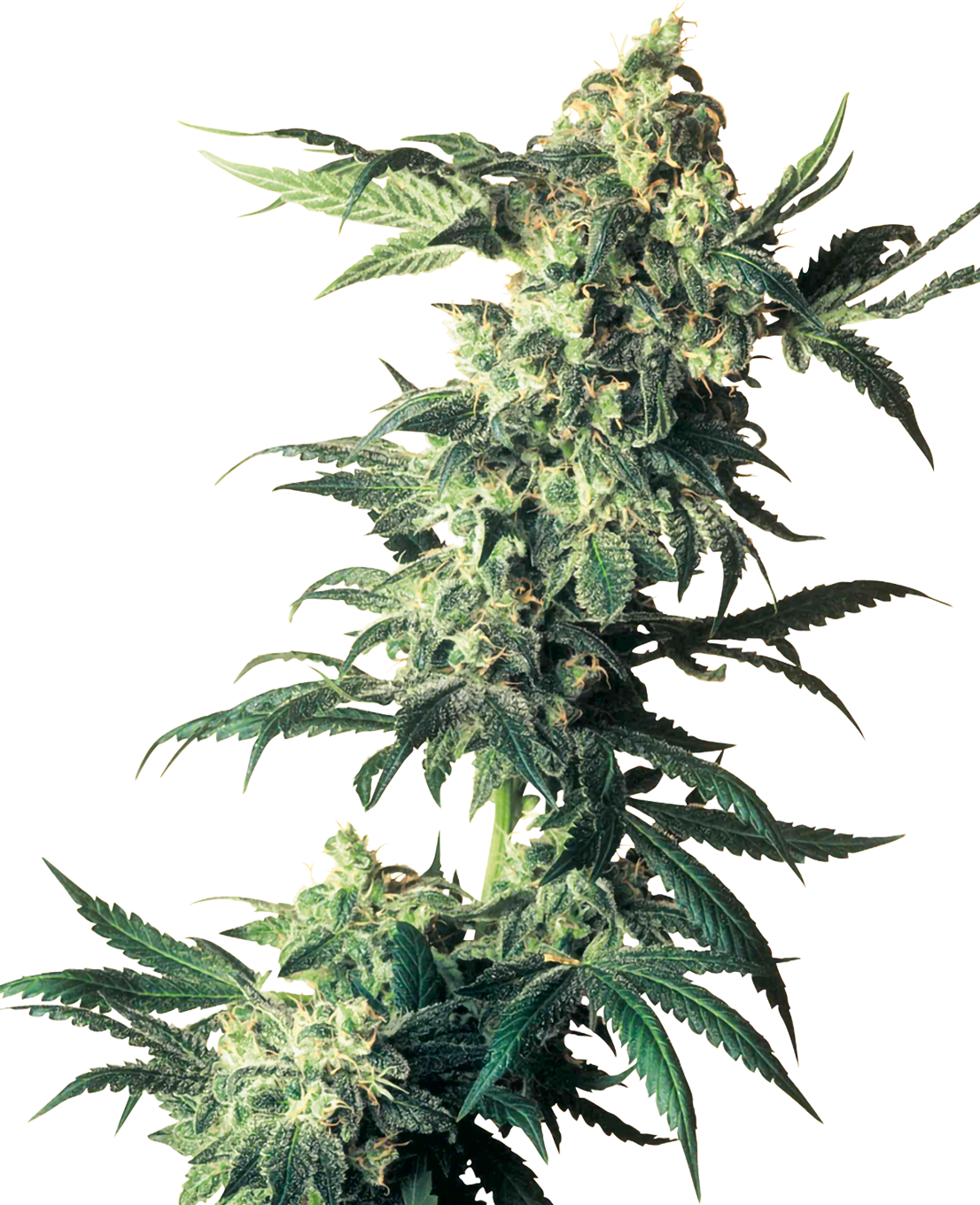 NORTHERN LIGHTS FEMINIZED SEEDS