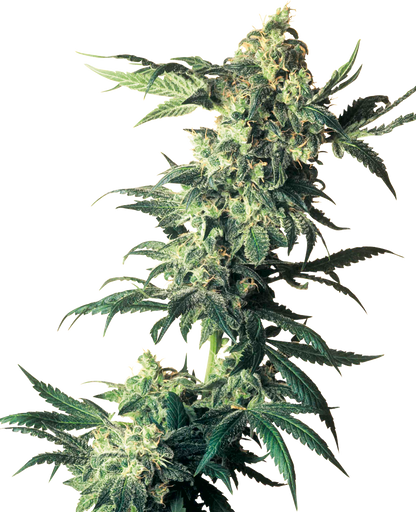 NORTHERN LIGHTS FEMINIZED SEEDS