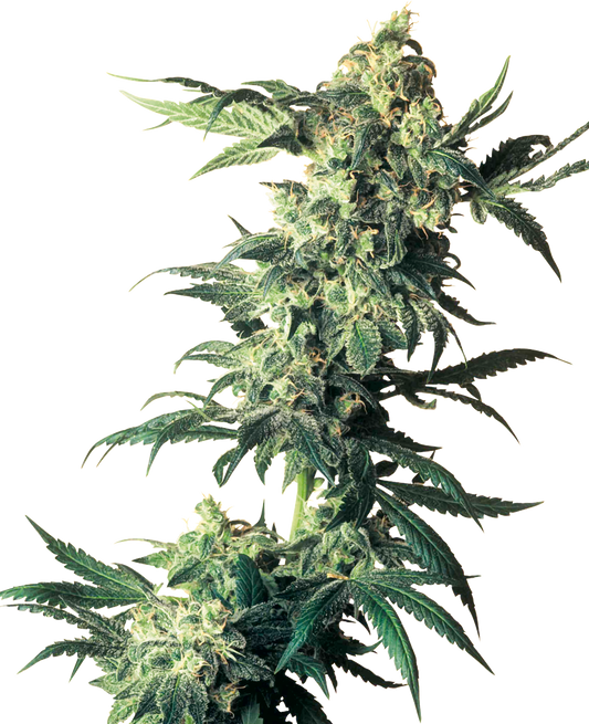 NORTHERN LIGHTS FEMINIZED SEEDS