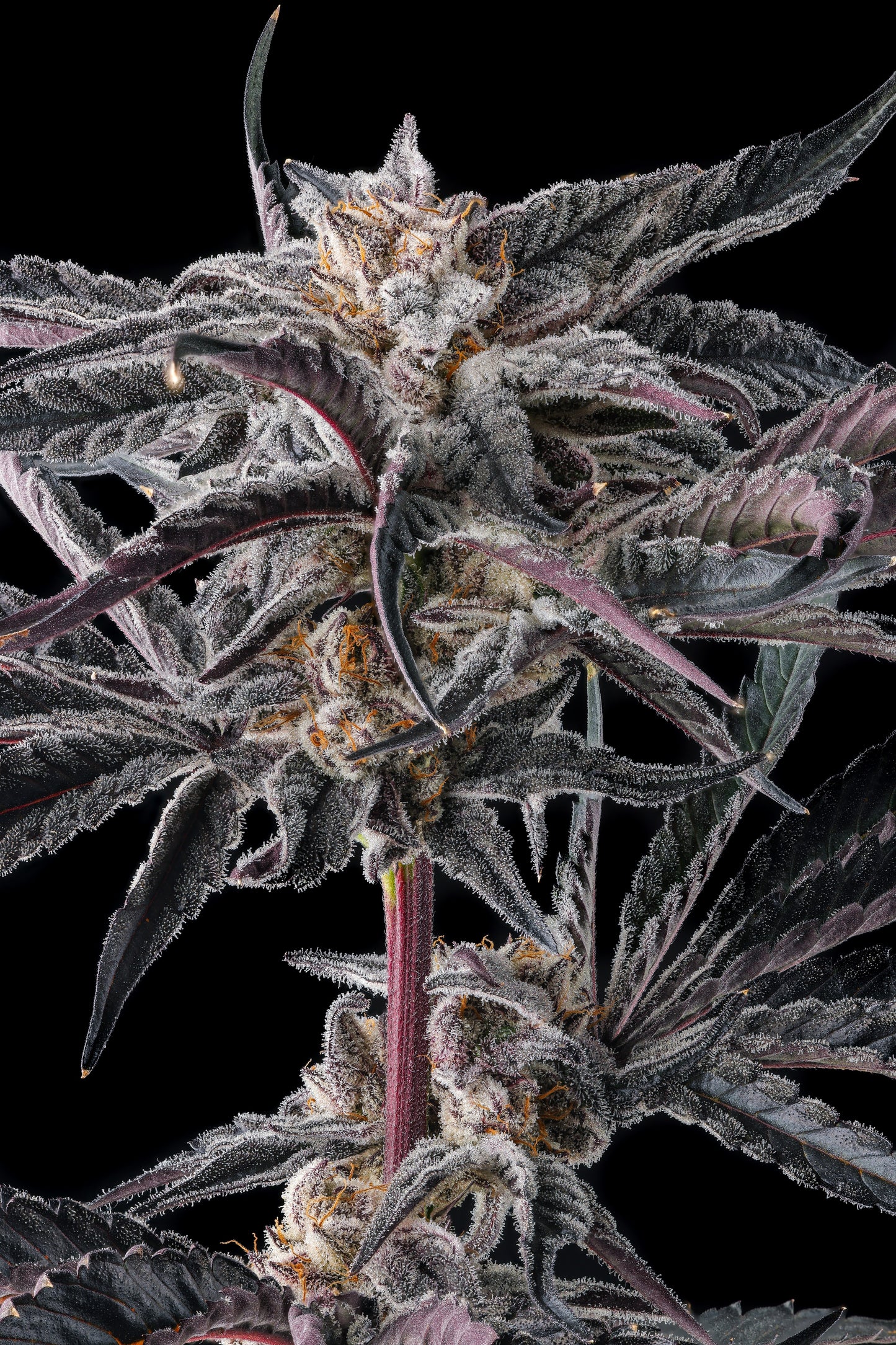 Nakamarra (Pink Certz x Black Amber) FEMINIZED CANNABIS SEEDS