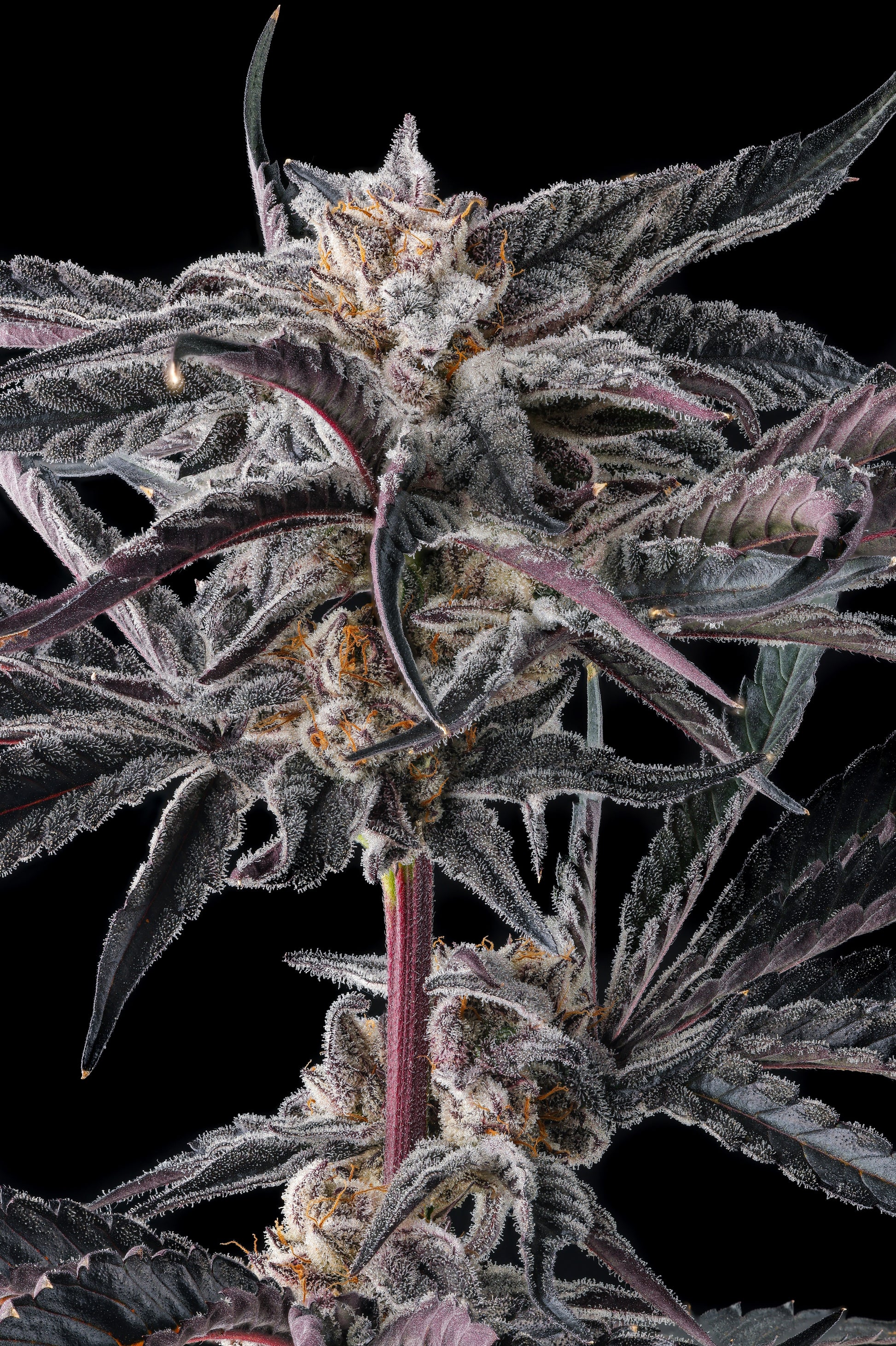 Nakamarra (Pink Certz x Black Amber) FEMINIZED CANNABIS SEEDS