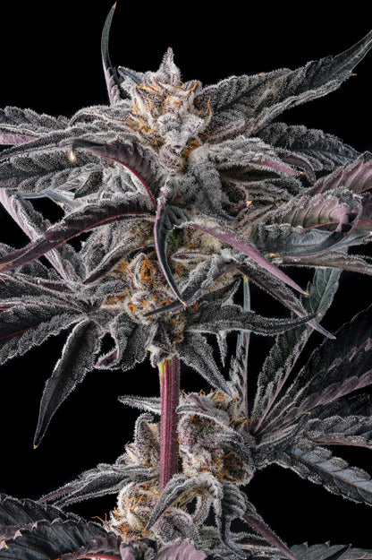 Nakamarra (Pink Certz x Black Amber) FEMINIZED CANNABIS SEEDS