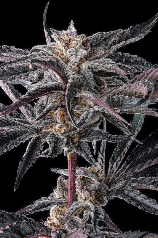 Nakamarra (Pink Certz x Black Amber) FEMINIZED CANNABIS SEEDS