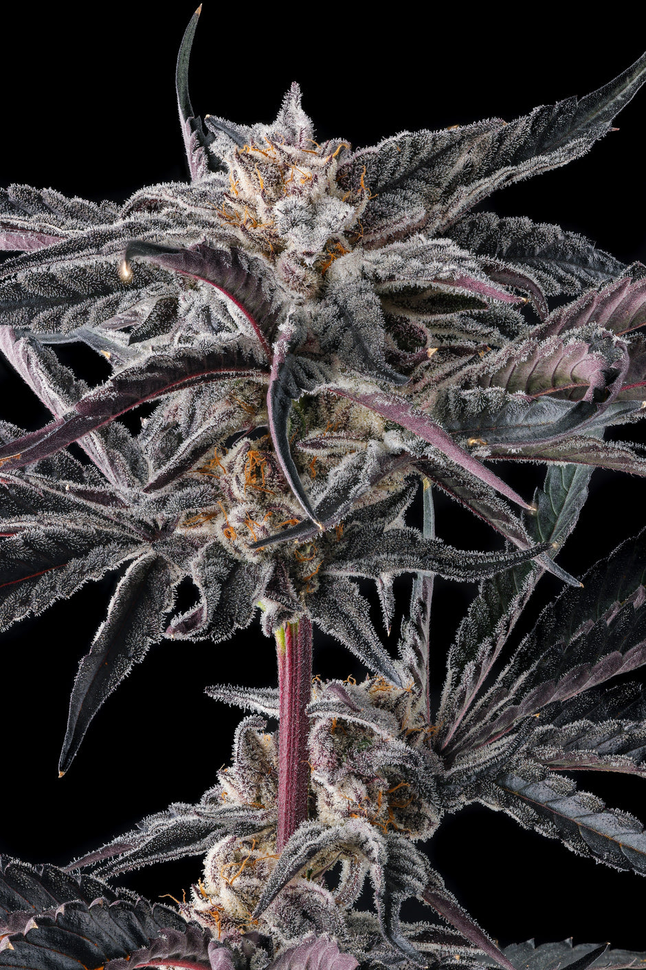 COMPOUND GENETICS – SLG
