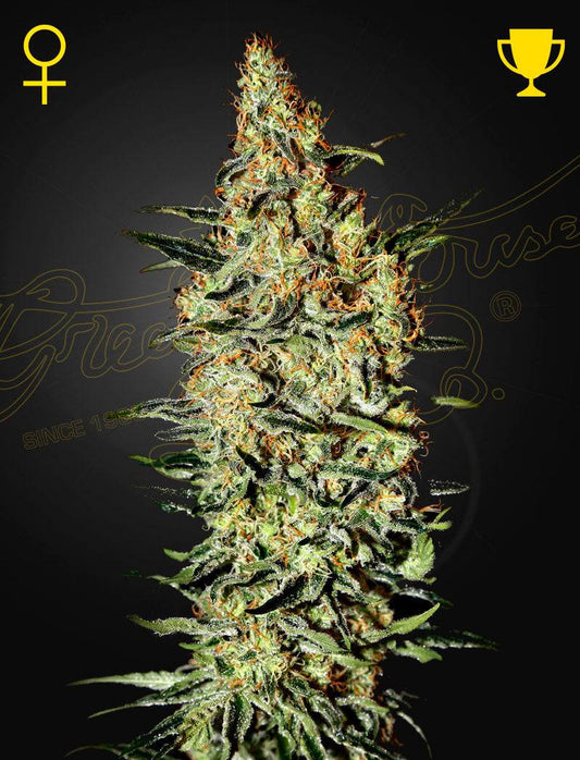NEVILLE'S HAZE strain by Green House Seed Co. cannabis seeds GENETICS  Almost pure Haze.