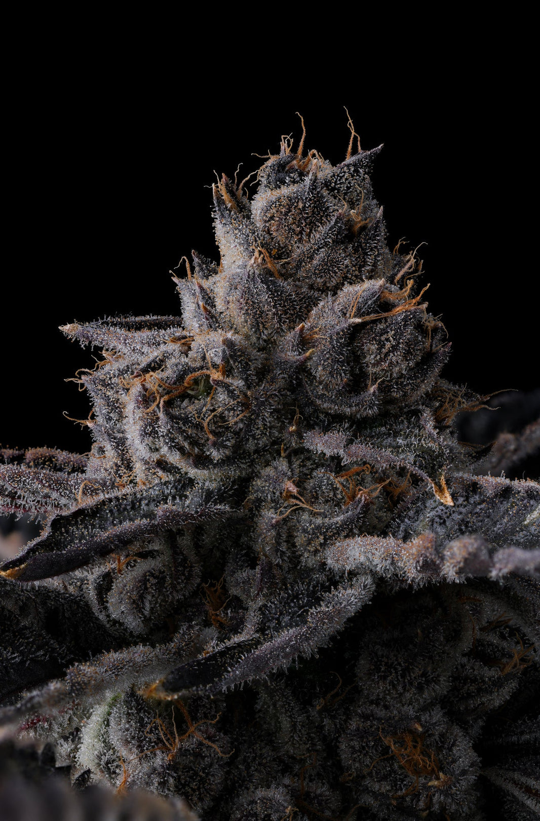 Comound Genetics COMPOUND GENETICS – SLG