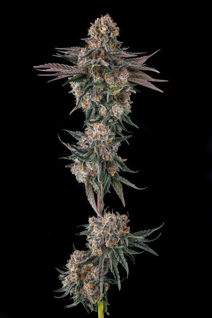 Orange Moon (Ice Cream Man #5 x Black Amber) FEM