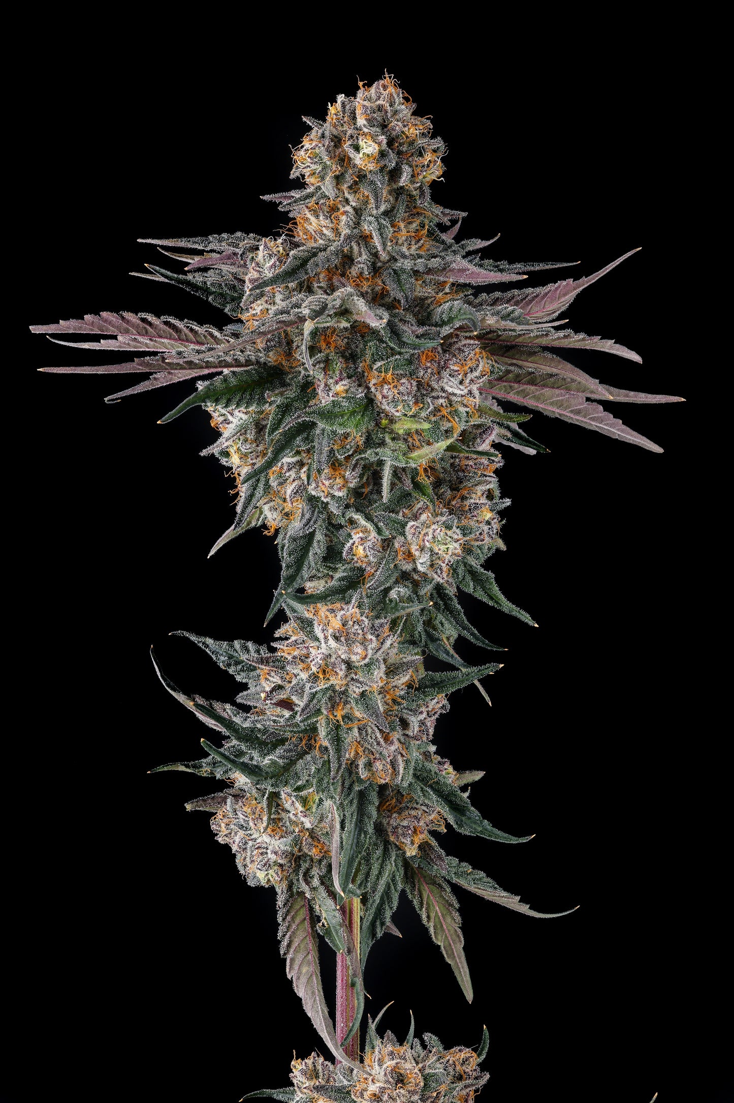 Orange Moon (Ice Cream Man #5 x Black Amber) FEM