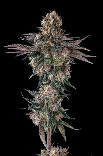 Orange Moon (Ice Cream Man #5 x Black Amber) FEM