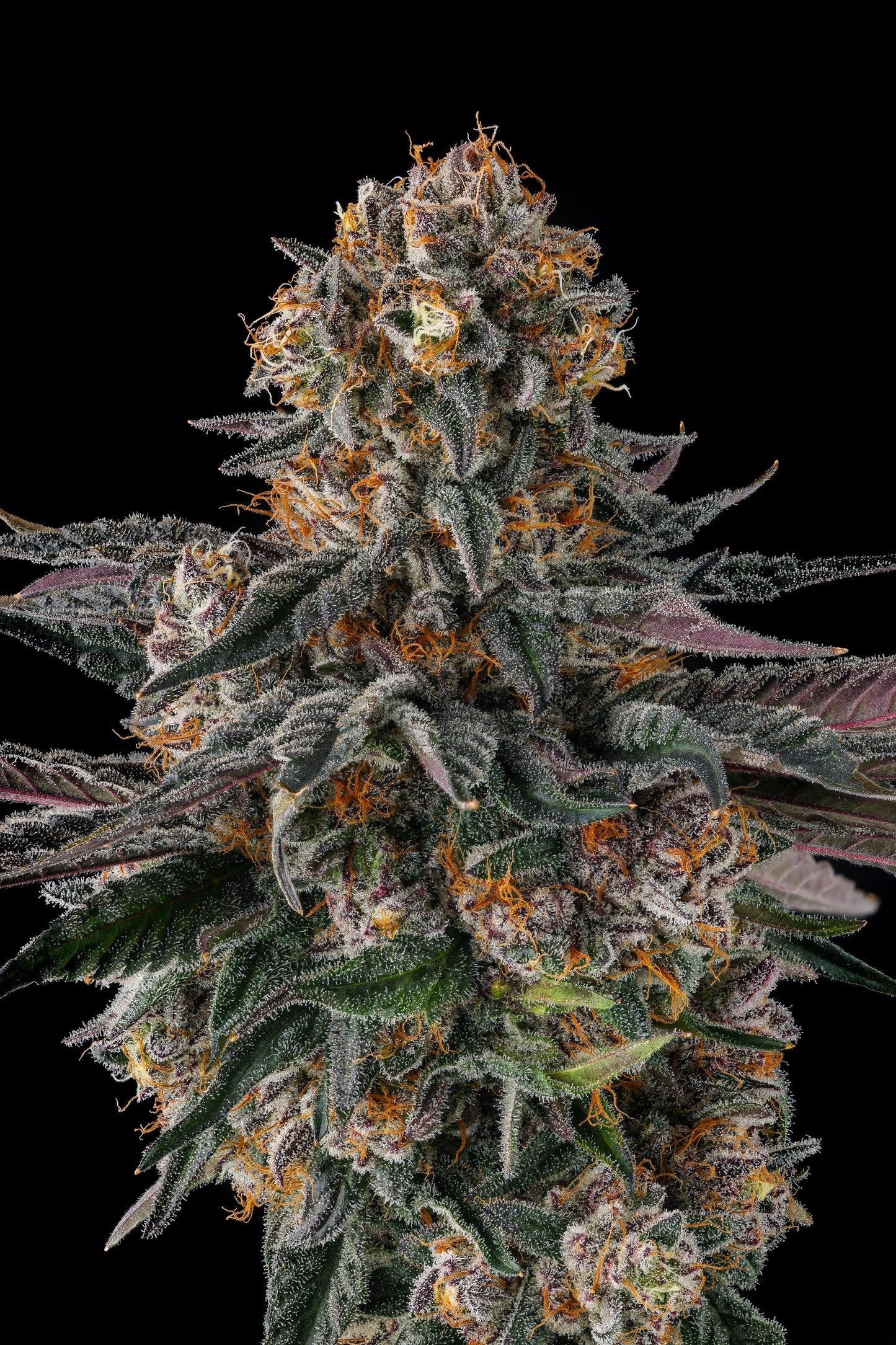 Orange Moon (Ice Cream Man #5 x Black Amber) FEMINIZED CANNABIS SEEDS