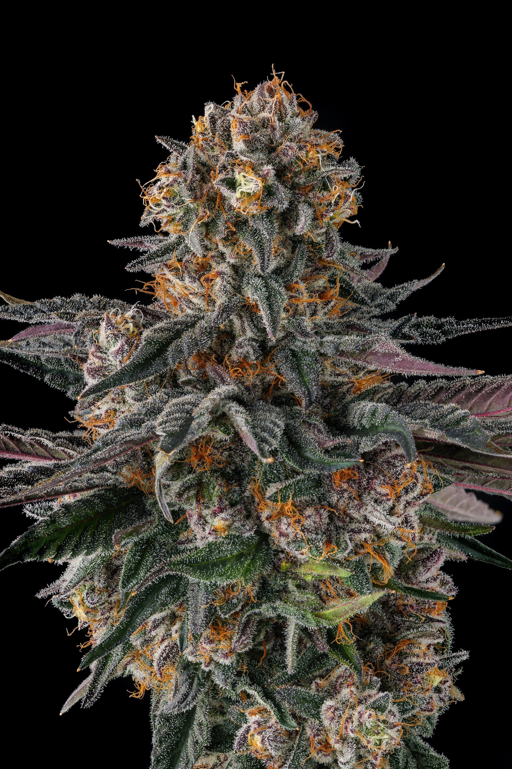 Orange Moon (Ice Cream Man #5 x Black Amber) FEMINIZED CANNABIS SEEDS
