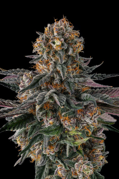 Orange Moon (Ice Cream Man #5 x Black Amber) FEMINIZED CANNABIS SEEDS