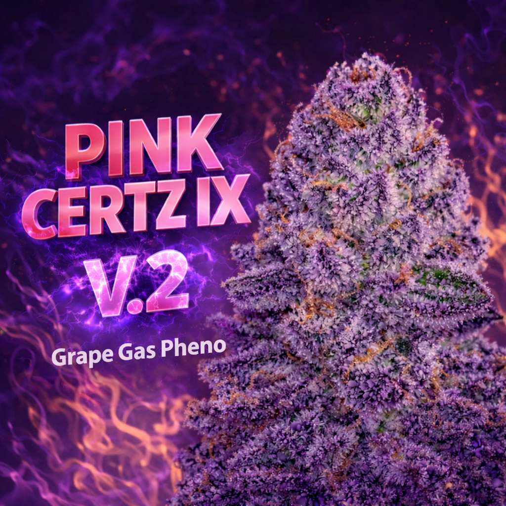 PINK CERTZ IX V.2 FEMINIZED SEEDS GRAPE GAS PHENO