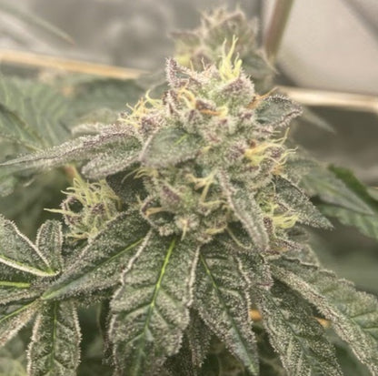 PINK LACEZ (SUNSET SHERBERRY X LACEZ) FEM