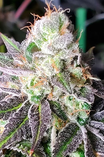 PINK LACEZ (SUNSET SHERBERRY X LACEZ) FEM