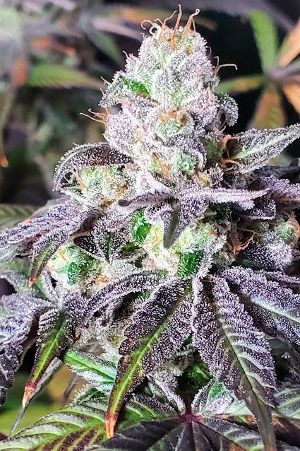PINK LACEZ (SUNSET SHERBERRY X LACEZ) FEM