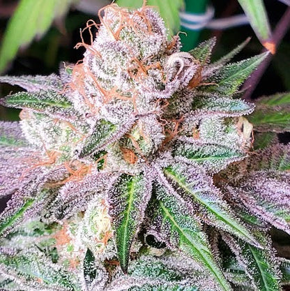 PINK LACEZ (SUNSET SHERBERRY X LACEZ) FEM