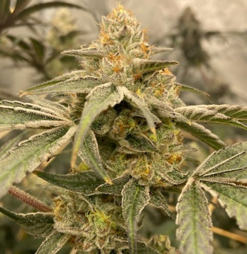 PINK LACEZ FEMINIZED SEEDS