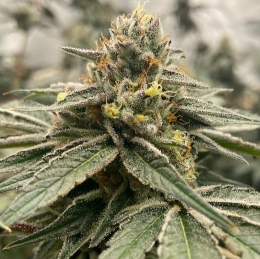 PINK LACEZ (SUNSET SHERBERRY X LACEZ) FEM