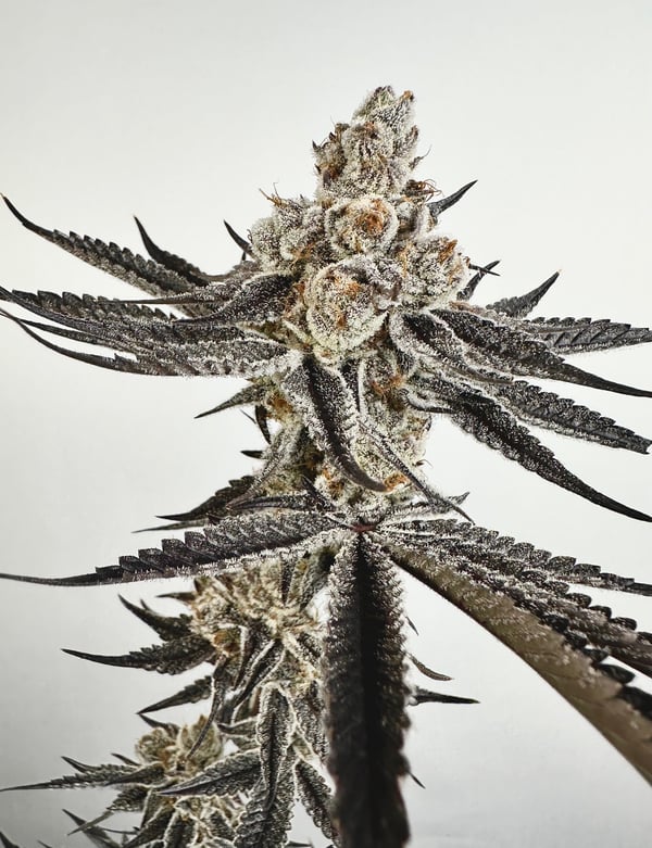 POLAR DUSK FEMINIZED SEEDS EXOTIC GENETIX