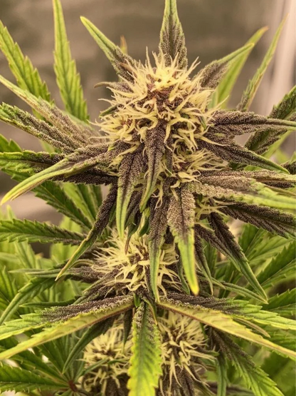 PURPLE PANTY DROPPER P.P.D. STRAIN FEMINIZED CANNABIS SEEDS