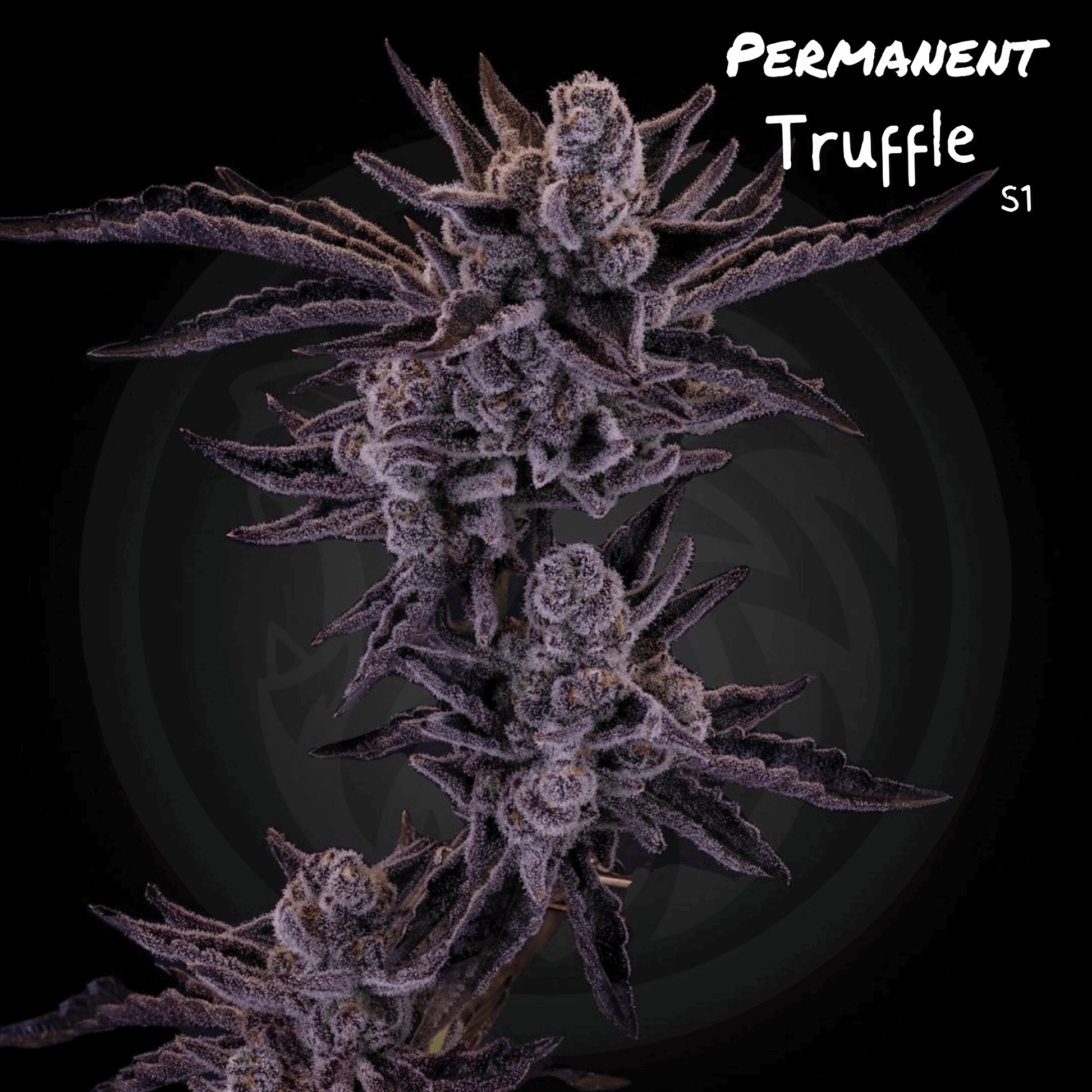 Permanent Truffle, Permanent Chimera S1 White Truffle x Permanent Marker Seed Junky Cannabis Seeds