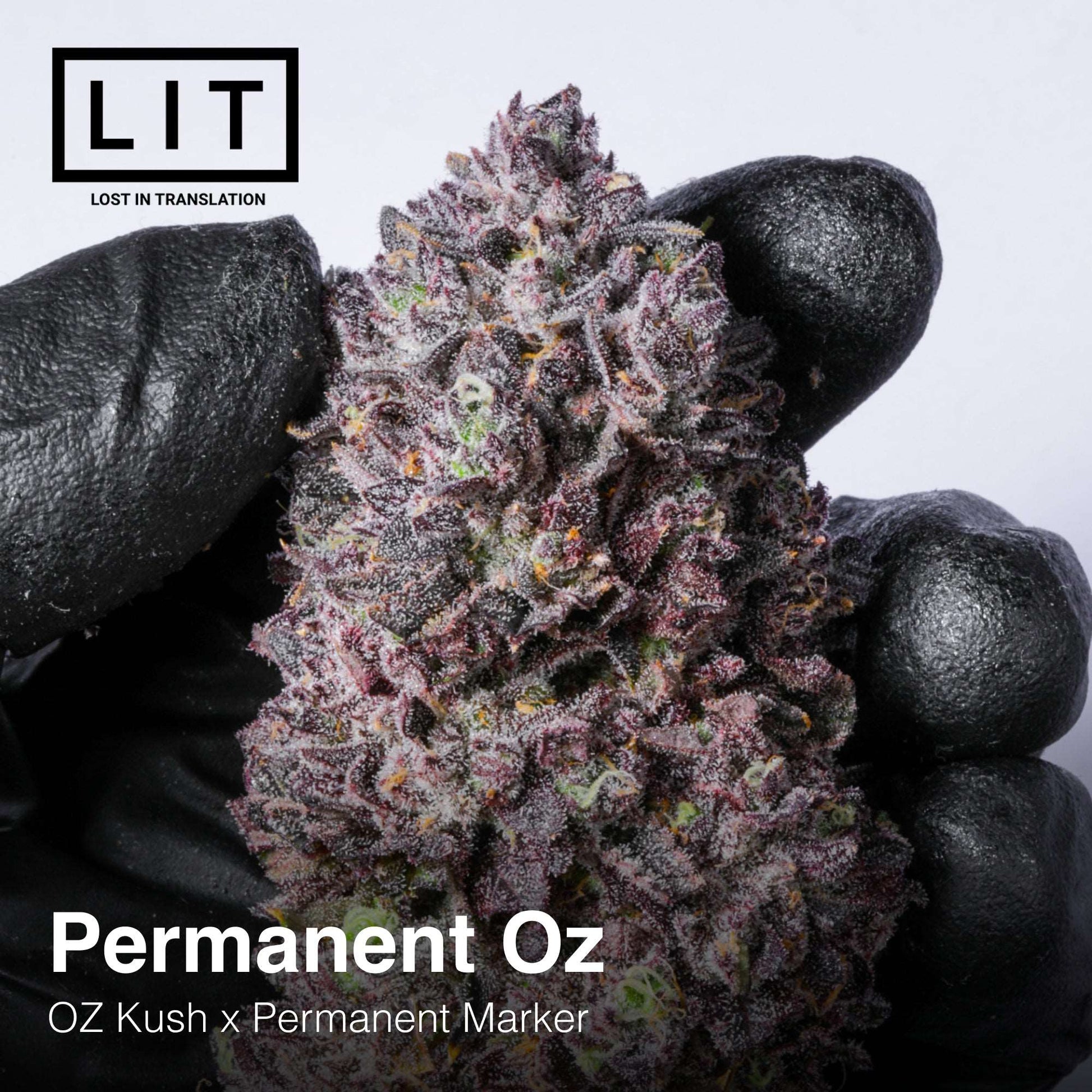 Permanent OZ (OZ Kush x Permanent Market) Lit Farms Seeds