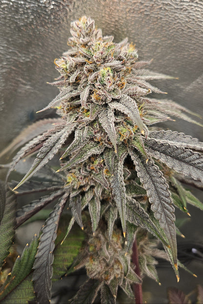 ITALIAN SYRUP (STRAWBERRY RUNTZ X RED RUNTZ) FEM