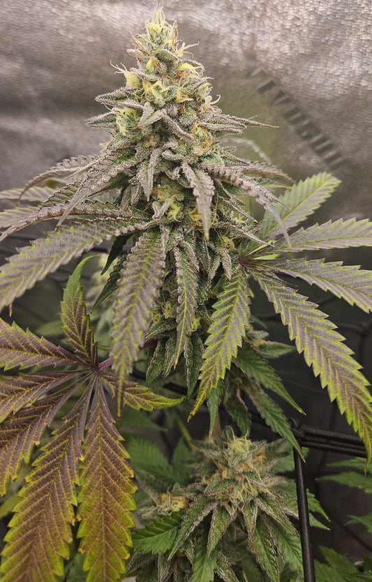 ITALIAN SYRUP (STRAWBERRY RUNTZ X RED RUNTZ) FEM