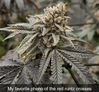 ITALIAN SYRUP (STRAWBERRY RUNTZ X RED RUNTZ) FEM