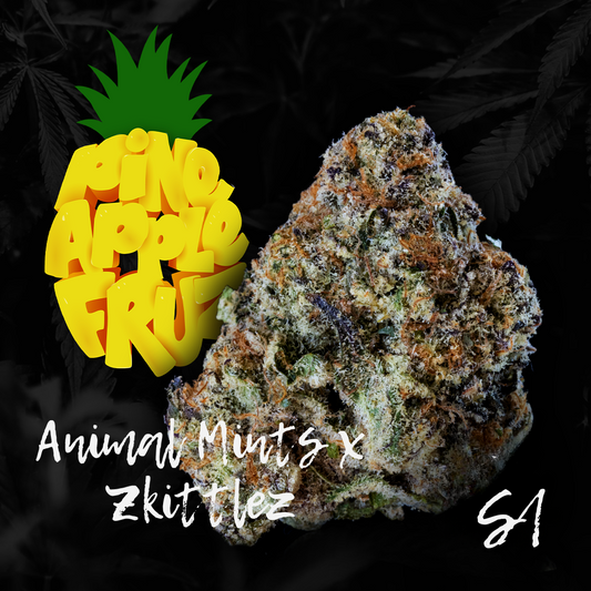 Pinapple Fruz S1 seeds