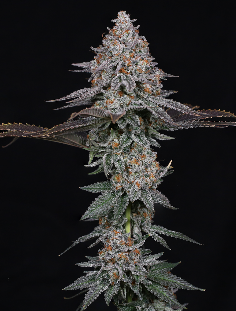 Pink Certz Strain Compound Genetics