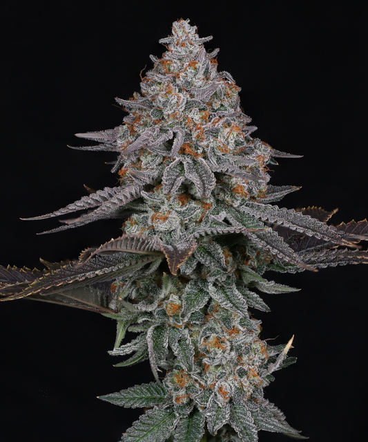 Pink Certz Seeds Compound Genetics