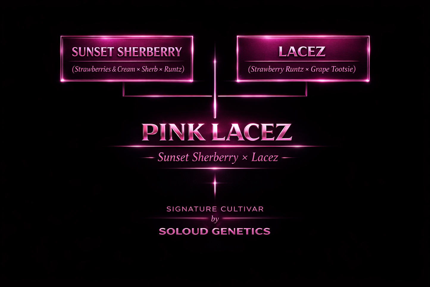 PINK LACEZ (SUNSET SHERBERRY X LACEZ) FEM