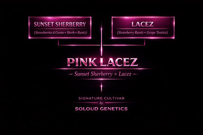 PINK LACEZ (SUNSET SHERBERRY X LACEZ) FEM