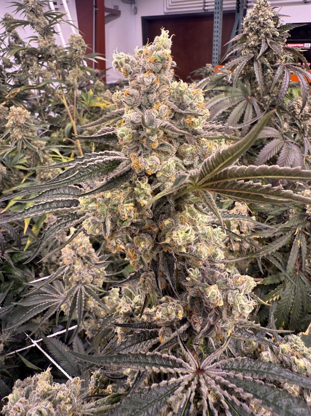 Platinum Z Seeds