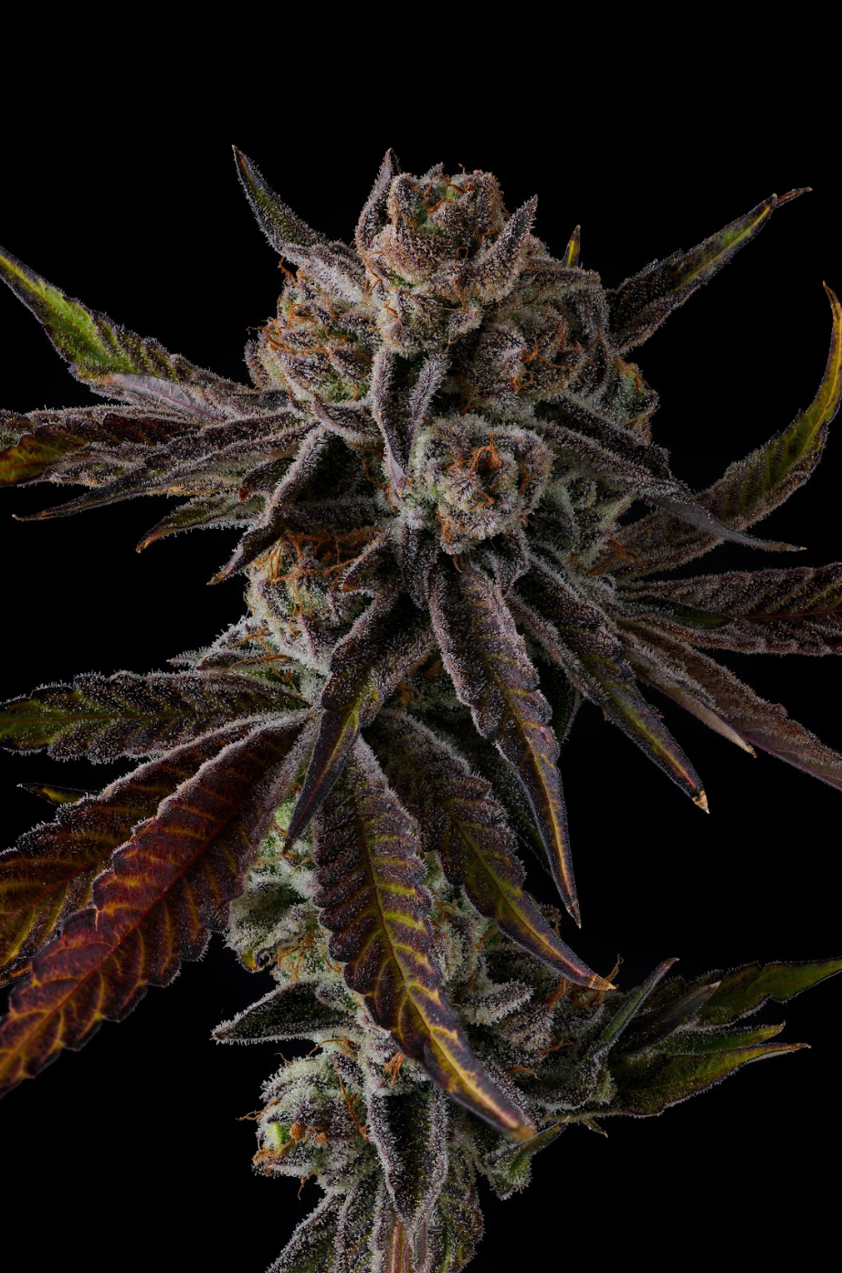 PURPLE PRESERVES (FEM)