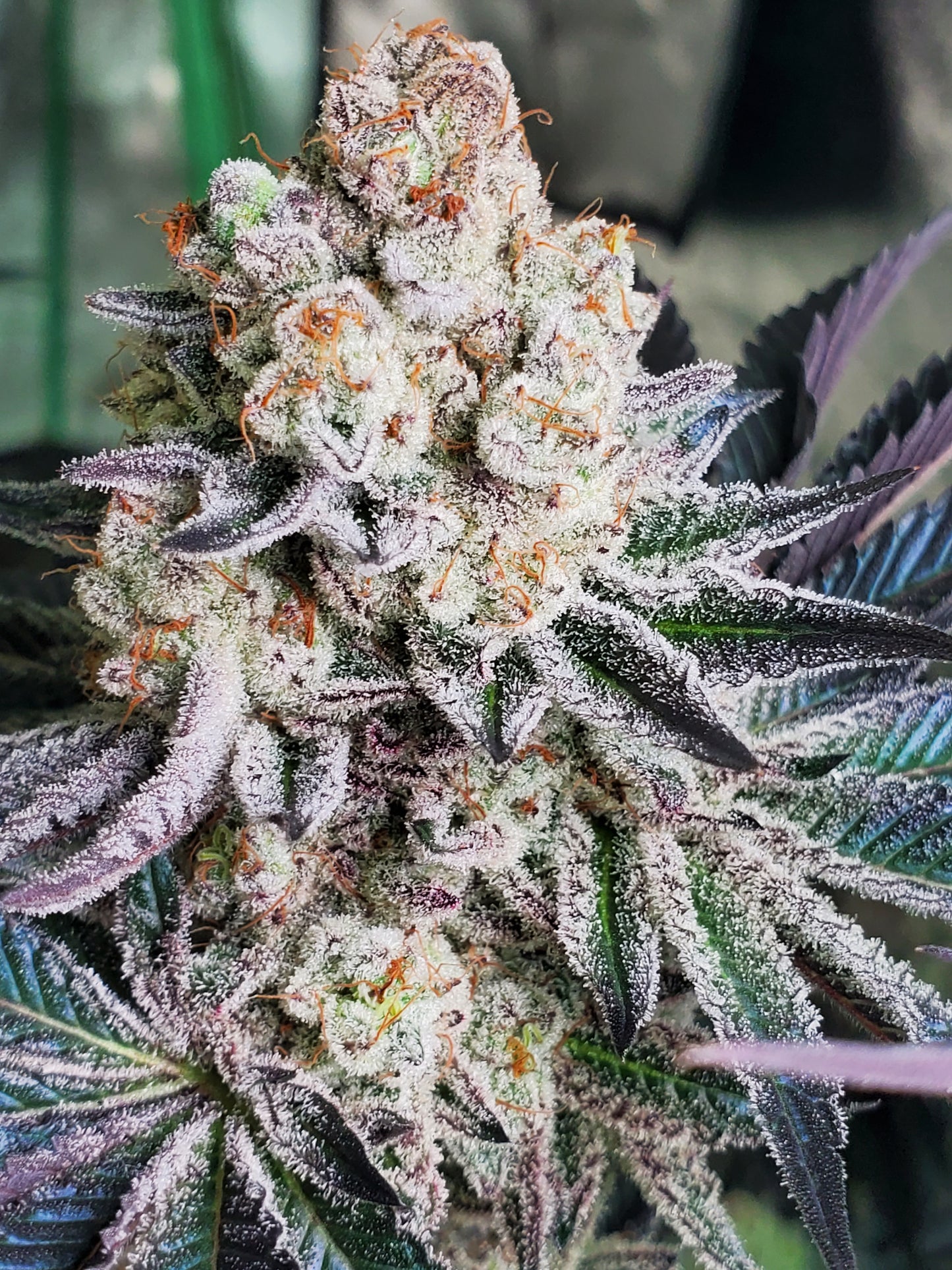 Purple Certz Cannabis Seeds