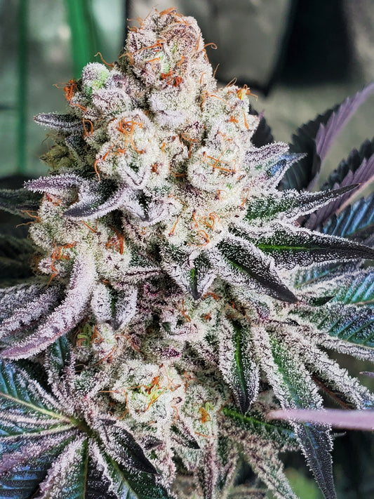 Purple Certz Cannabis Seeds