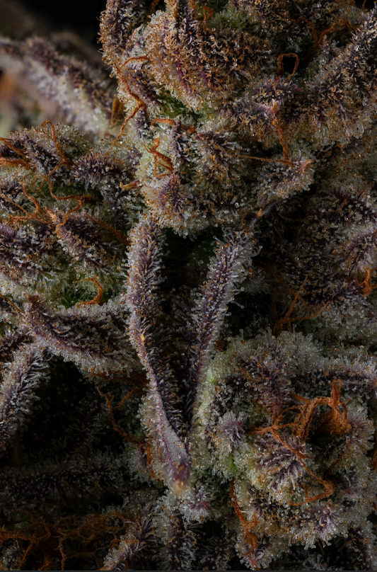 PURPLE PRESERVES (FEM)
