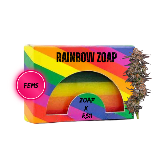 RAINBOW ZOAP (ZOAP X RS11) FEMINIZED SEEDS