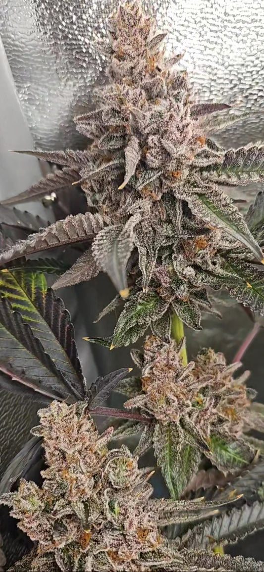 RED SYRUP (RED RUNTZ SELECTION) LINE BY SOLOUD GENETICS – SLG