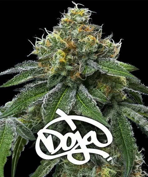 RS11 x Banana OG SEEDS
